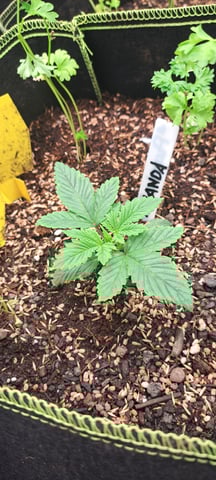 First Grow with the new setup  — vegetative, day 18