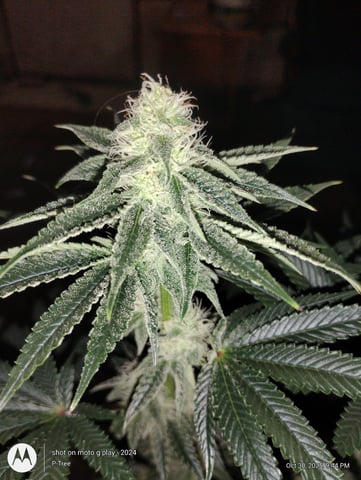 Blueberry Cupcake -- Humboldt County (pheno hunt/clone run) — flower, day 24