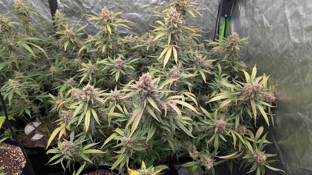 Strawberry Cheesecake Seedsman Seeds Autoflowers x2 — flower, day 101