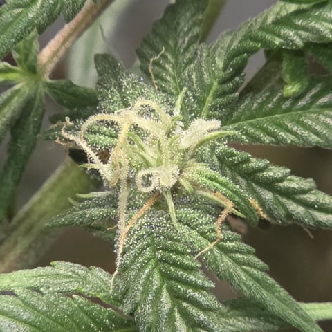 Fast Flowering Photo — flower, day 160