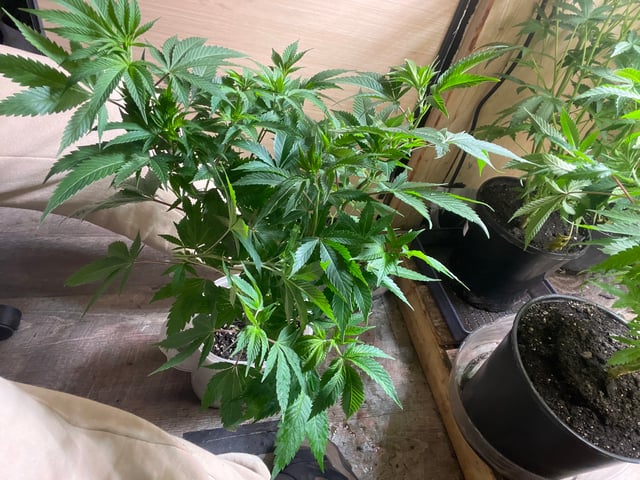 AK Clone — vegetative, day 64