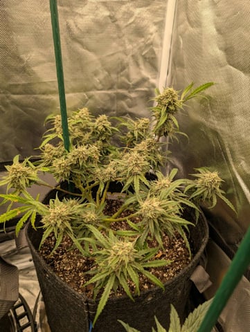 memphisto 3 bears OG, ethos high note r1 — harvest, day 76