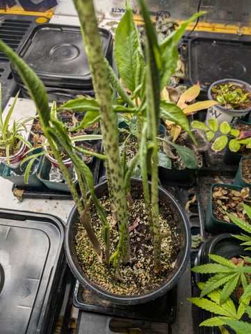 See what grows — vegetative, day 204