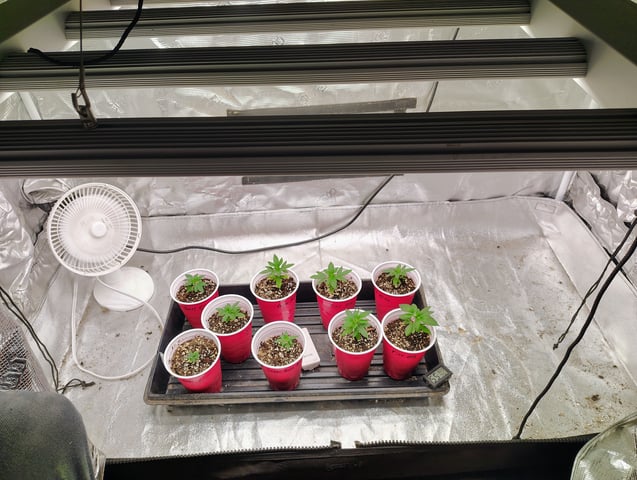 garage set up — vegetative, day 32