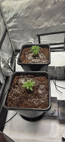 Lime Rian. — vegetative, day 23