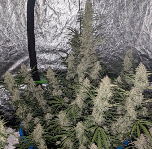 Perpetual Autoflower Mixed Grow #3 — flower, day 71