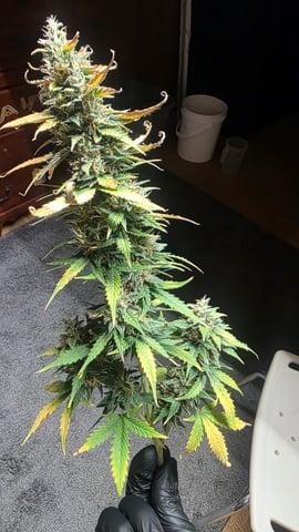 Beginner - My first grow has been an incredible experience so far! — flower, day 90