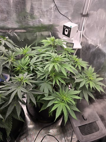  1 Blue Zushi x Venom & 1 Jack Here x Strawberry Cookies OG — flower, day 49