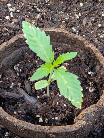 Galicane Fem — vegetative, day 16