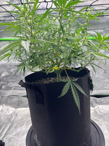 Fall 2025 Grow — flower, day 37