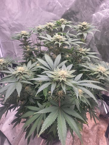 first grow — flower, day 86