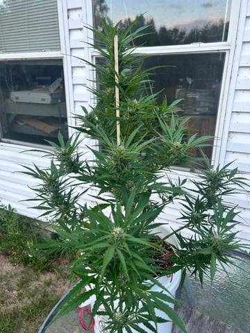 First ever grow — flower, day 77