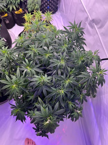 Indoor Grow  — flower, day 41