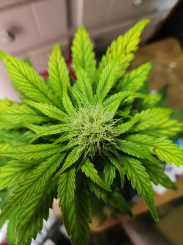 Mephisto Apple Crush in Nature's Living Soil  — flower, day 51