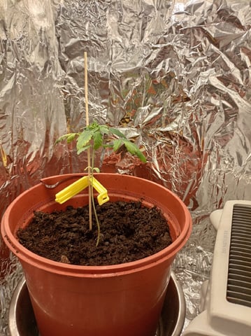 Cheap DIY grow — vegetative, day 9