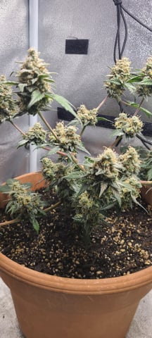 Alaskan bananaberry auto — flower, day 71