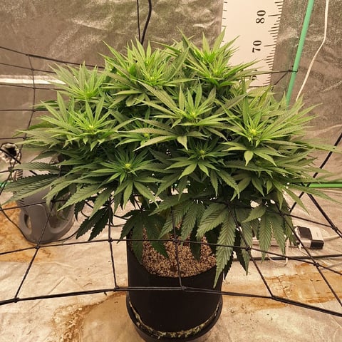 Gorilla Girl Autopot — flower, day 131