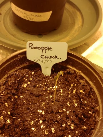 mr — seedling_rooting, day 5
