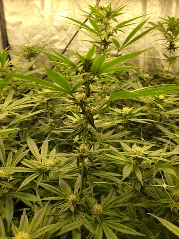 #3 — flower, day 48