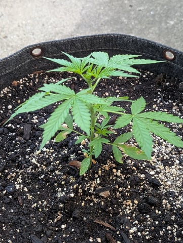 Gorilla Cookies Auto — vegetative, day 24