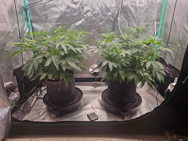 first grow — flower, day 64