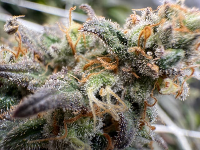 Green Gelato — flower, day 112