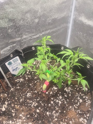 I'll get it right — vegetative, day 44