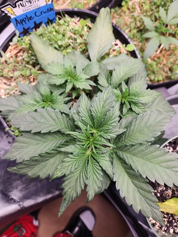 Mephisto Apple Crush in Nature's Living Soil  — vegetative, day 30