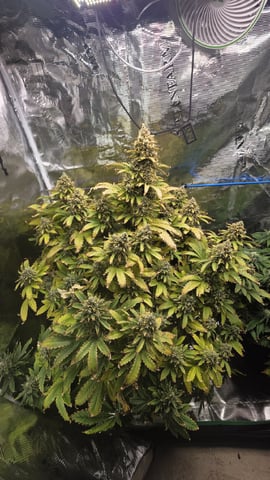 Sapphyre & Rockslide