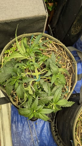August Grow — flower, day 33