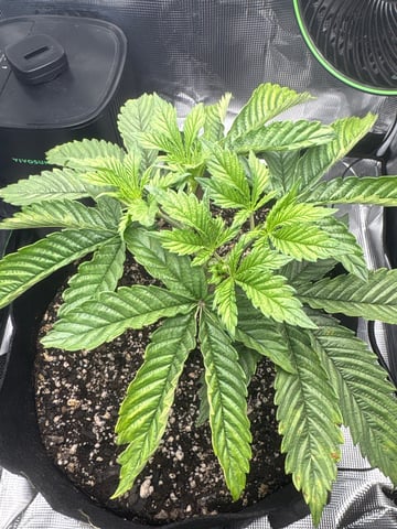 Blackberry Kush — vegetative, day 22