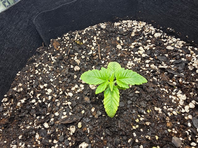Northern lights #10 (Alaska) — seedling_rooting, day 7