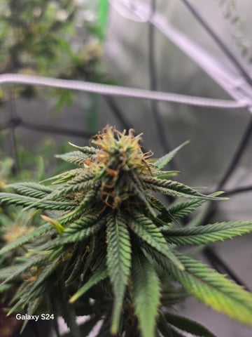 First Time — flower, day 78