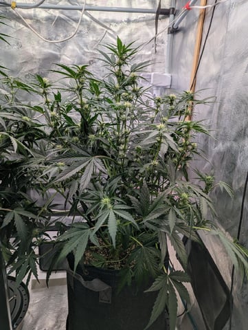 Trizzler  — flower, day 44