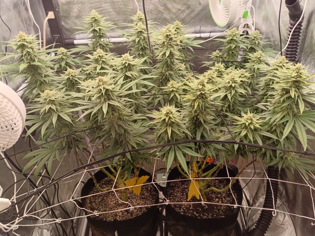 Starfighter/Ohio Guptilla Hybrid — flower, day 19