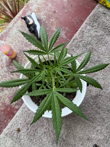 •Freedom Grow• — vegetative, day 34