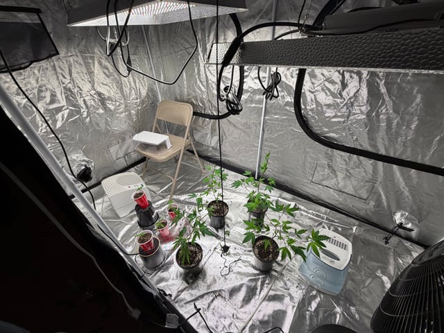 The start up — seedling_rooting, day 14