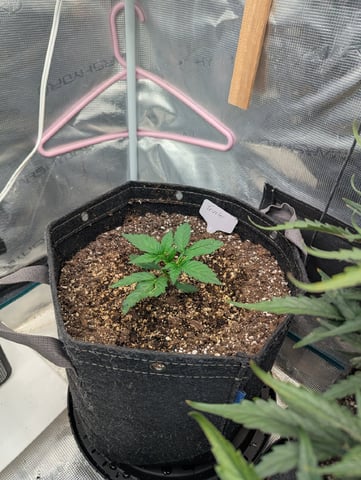 Trizzler  — vegetative, day 17
