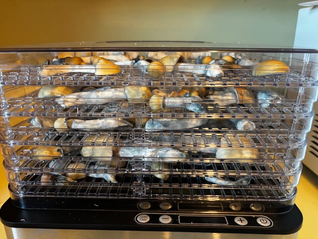 First magic mushroom grow — flower, day 86