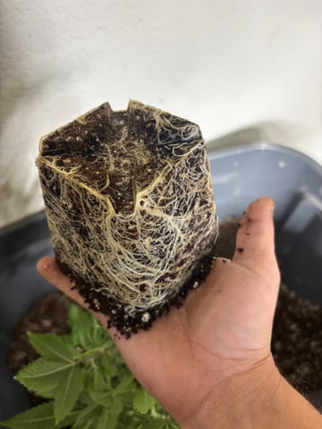 PKB remix/PotG — seedling_rooting, day 42