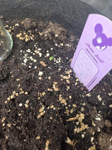 Automatic — germination, day 3