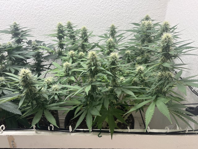 My First One ! — flower, day 2