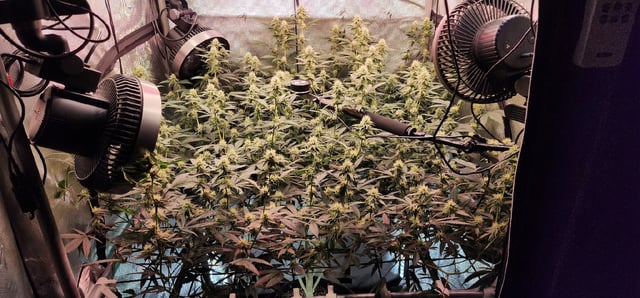 Straight Blasted  — flower, day 26
