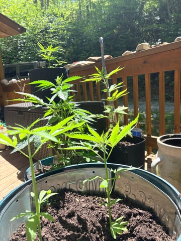 mixing it up — vegetative, day 47