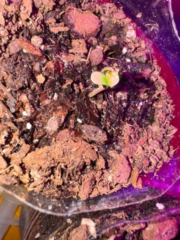 OG Kush — flower, day 141