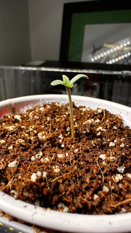 Autos: Banana Purple Punch (1)  & Guava Fig (2) — seedling_rooting, day 8