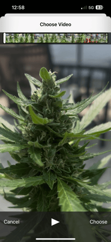 GNOMO Auto  — flower, day 2