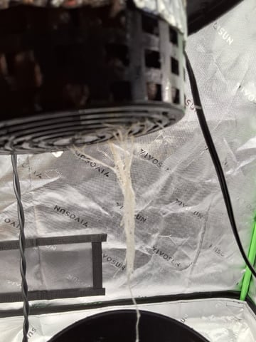 BABY SISTER — vegetative, day 24