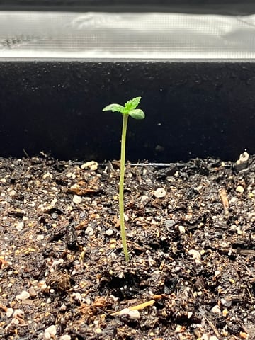 My First Grow — germination, day 9