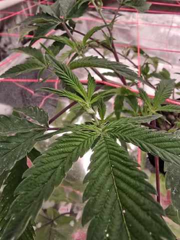 Dante's Inferno Rerun — vegetative, day 41